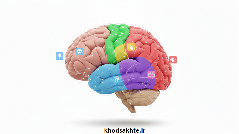 بخش‌های مهم کورتکس و کارکرد آن‌ها